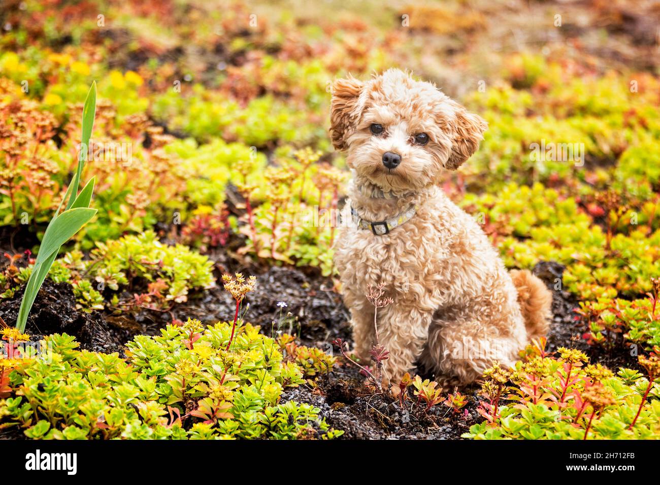 Toy Poodle. Adult dog sitting among cushion plants. Germany Stock Photo