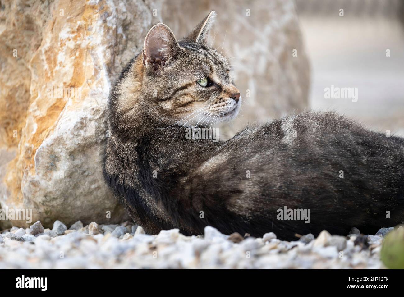 Domestic cat. An adult tabby cat lies on gravel next to a rock. Germany Stock Photo