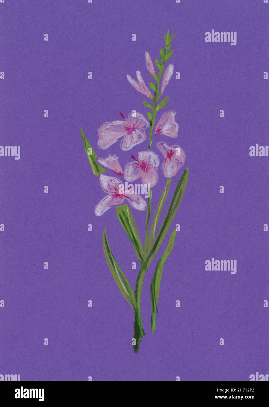 Pencil drawing of gladiolus as a birth flower of August on a purple ...