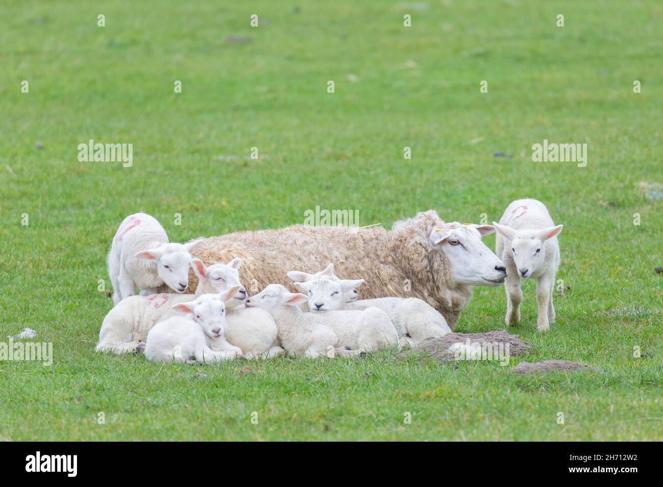 Domestic Sheep. Ewe and seven lambs restingon a meadow in spring. Germany Stock Photo