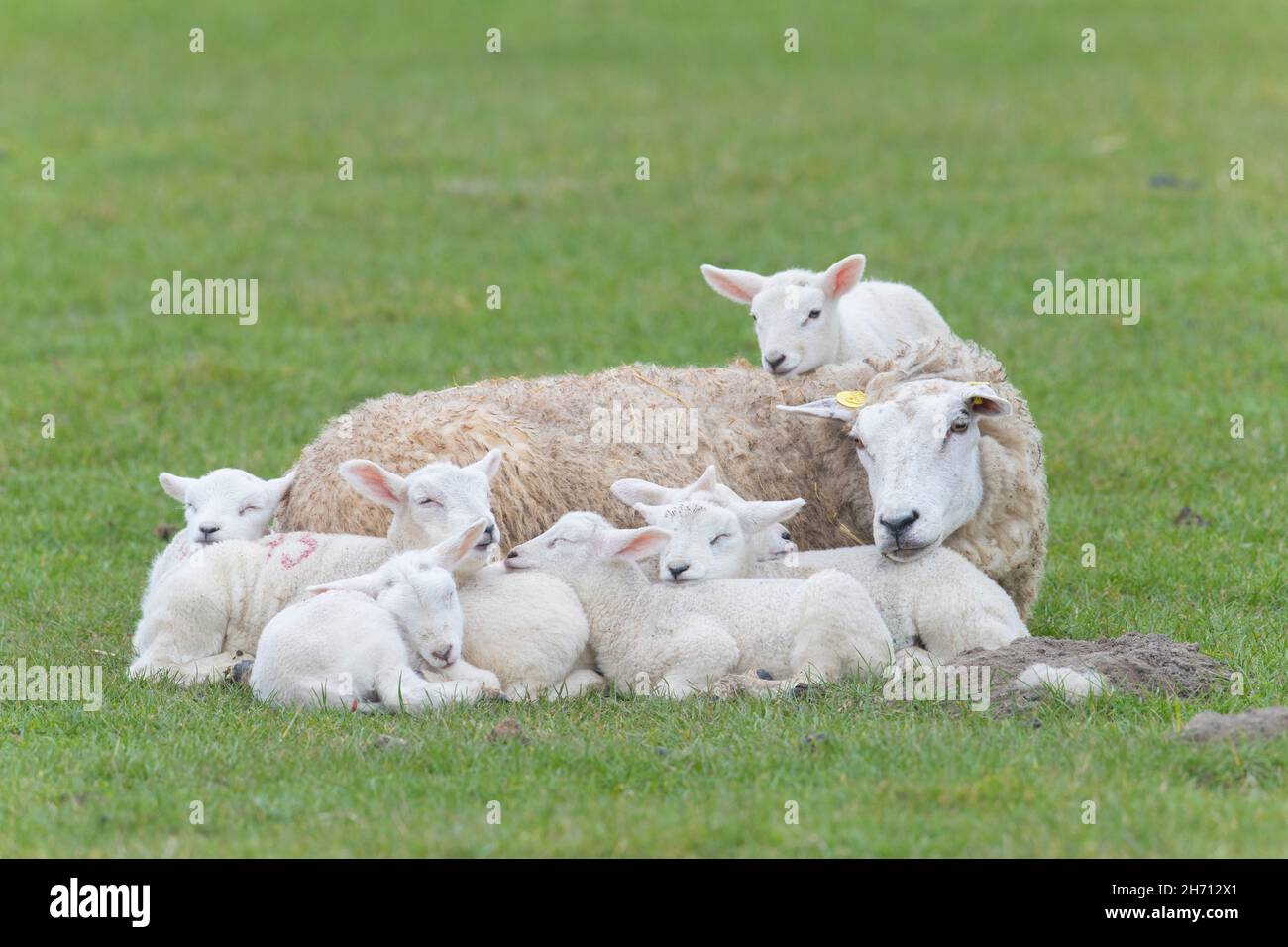 Domestic Sheep. Ewe and seven lambs restingon a meadow in spring. Germany Stock Photo