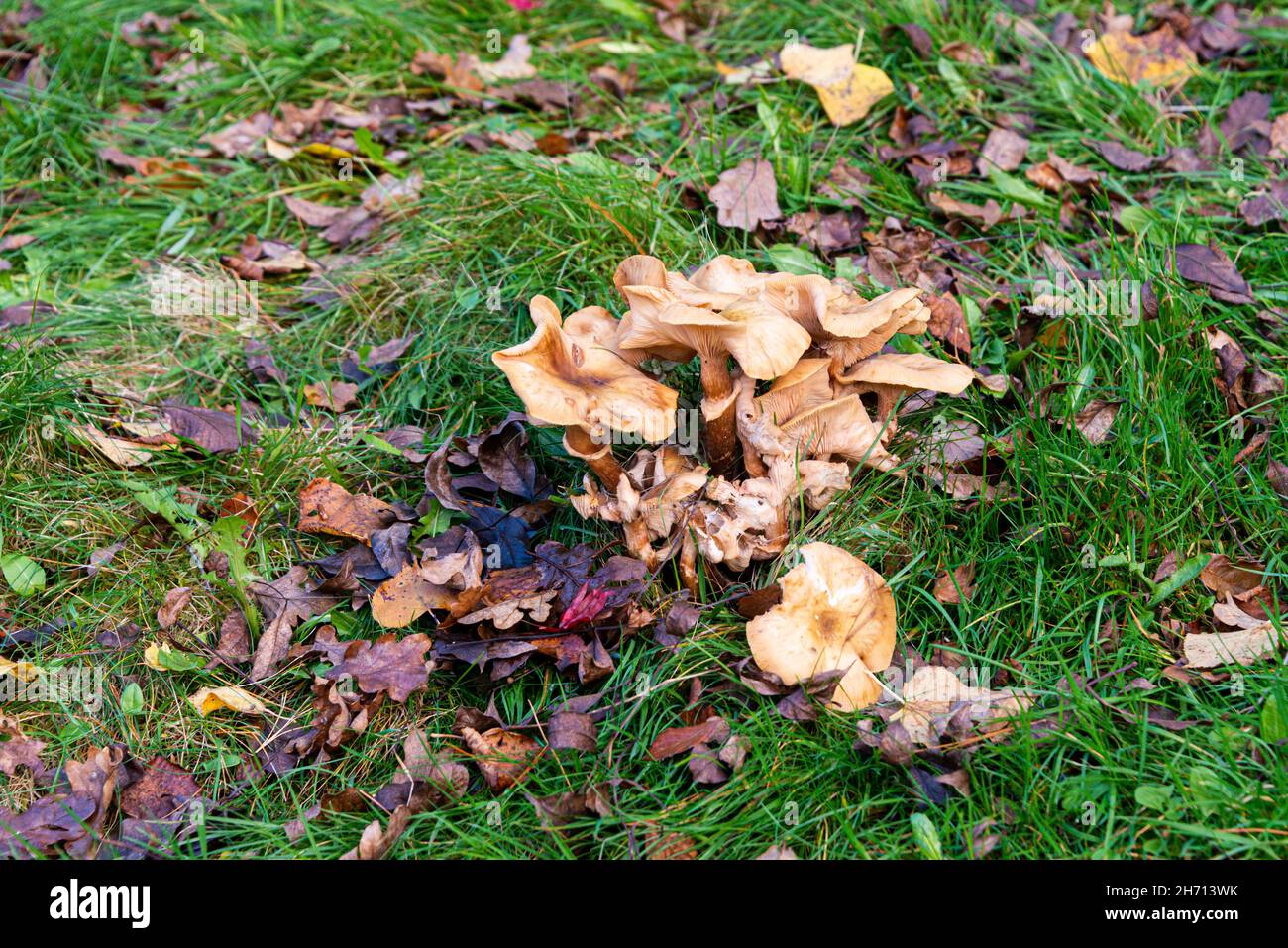 Brown fungi growing in grass in the autumn Stock Photo