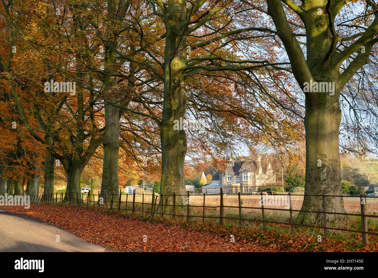 Autumn beech trees in Asthall, Cotswolds, Oxfordshire, England Stock Photo