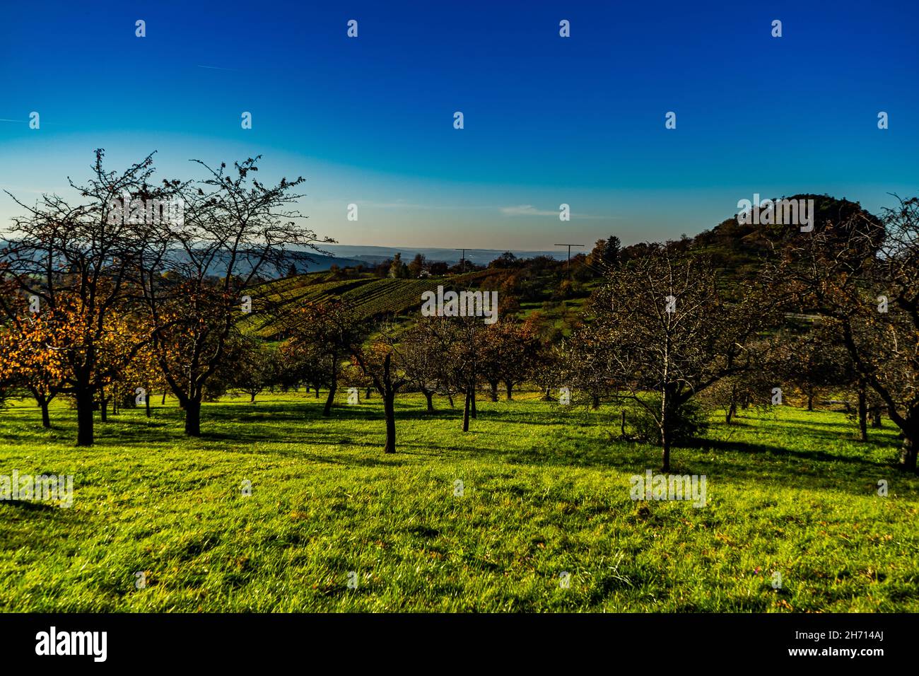 View of an orchard in autumn with blue skies Stock Photo