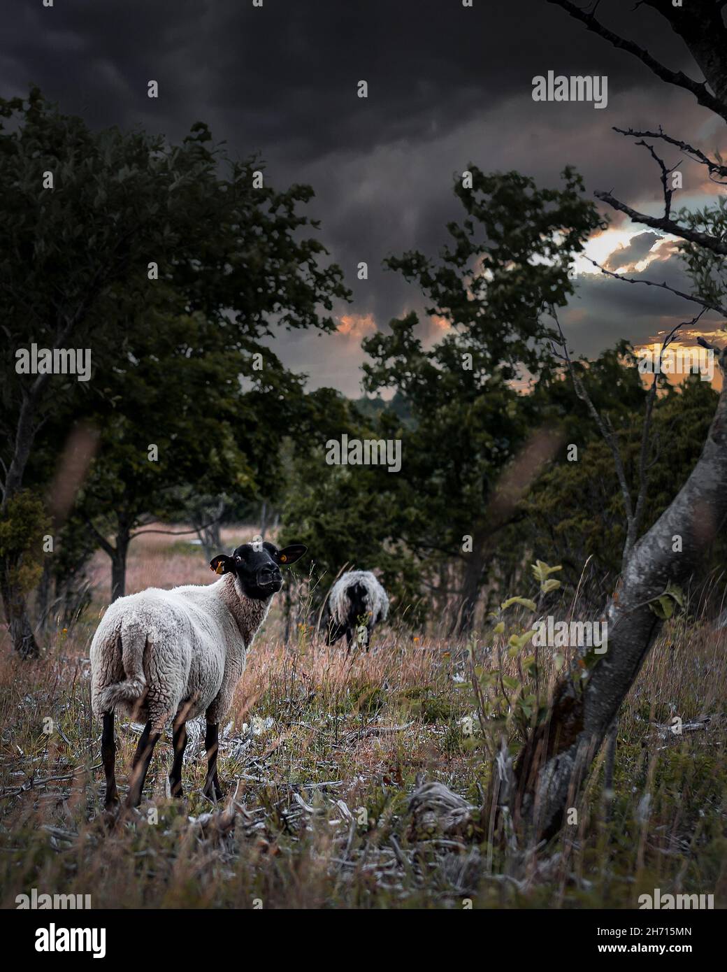 Vertical shot of sheep grazing in the meadow at the overcast Stock ...