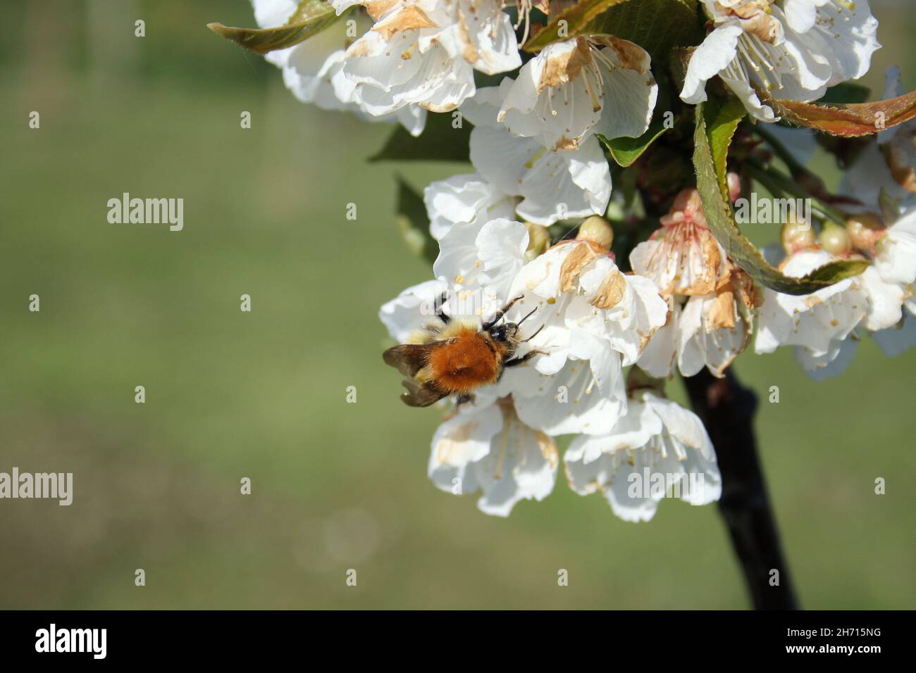 Close-up of a bumble bee on a cherry tree flower Stock Photo