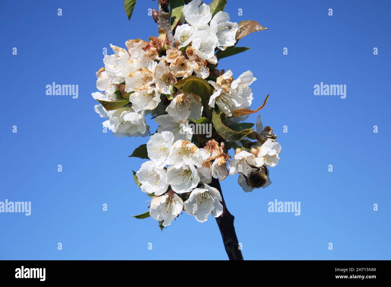Bumble bee on cherry tree branch with white flowers, with a blue sky in the background Stock Photo