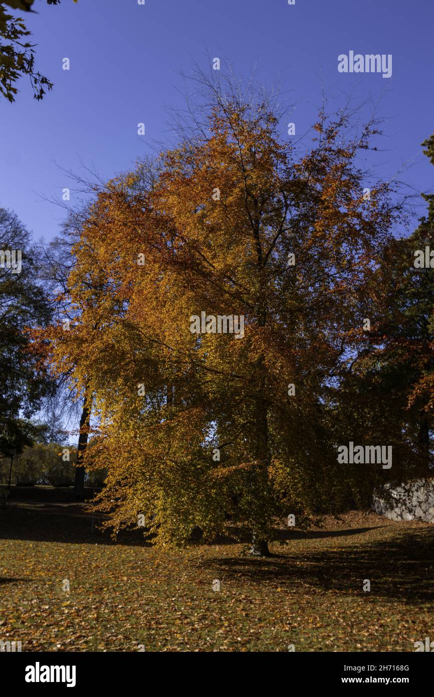 Park with colorful autumn trees Stock Photo - Alamy