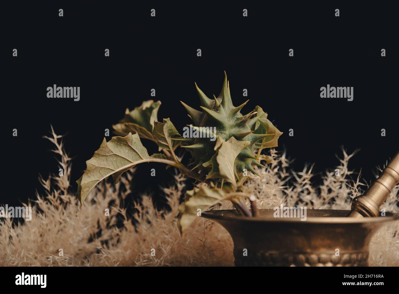 Stramonium plant, also called burundanga. Consciousness-erasing plant. Stock Photo