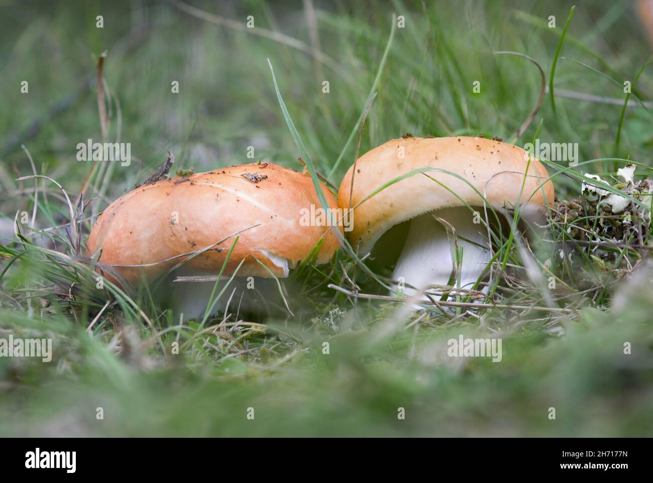 Closeup shot of Russula aurea mushrooms in a forest Stock Photo