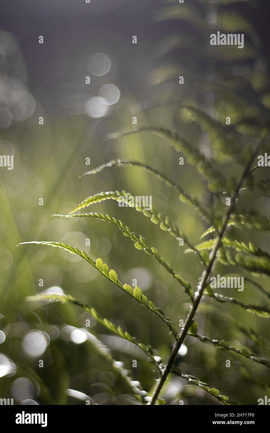 Leaves glowing in sunlight hi-res stock photography and images - Alamy