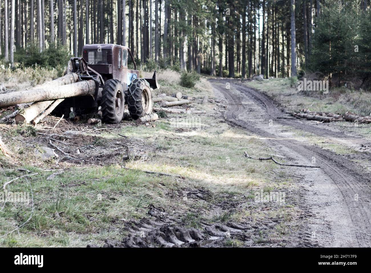 Forest tractor transporter in woods ready to drag timbers Stock Photo