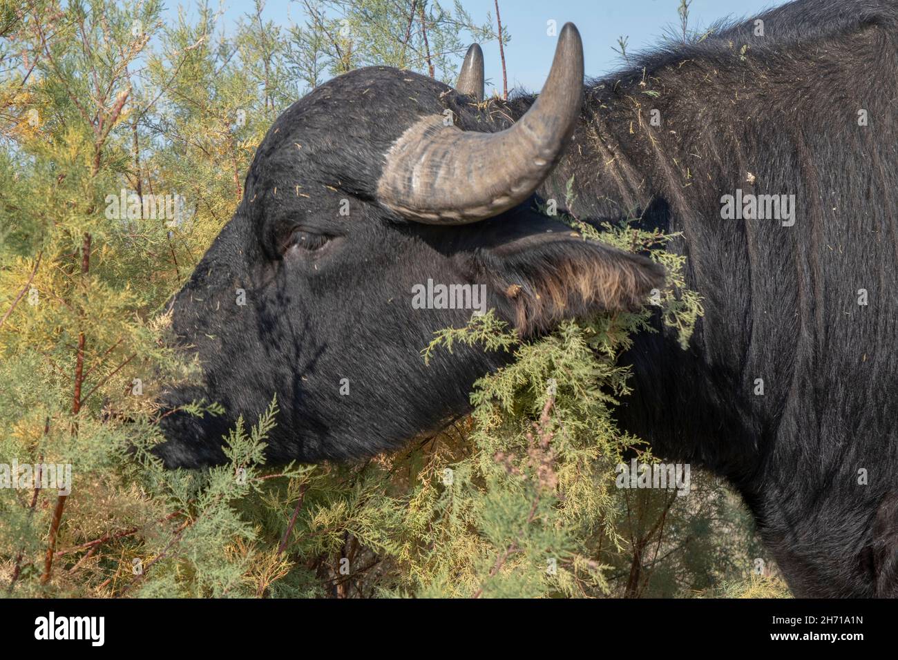 Close-up portrait of herd of Water buffalo (Bubalis murrensis) eating a green bush. Ermakov island, Danube Biosphere Reserve in Danube delta, Ukraine Stock Photo