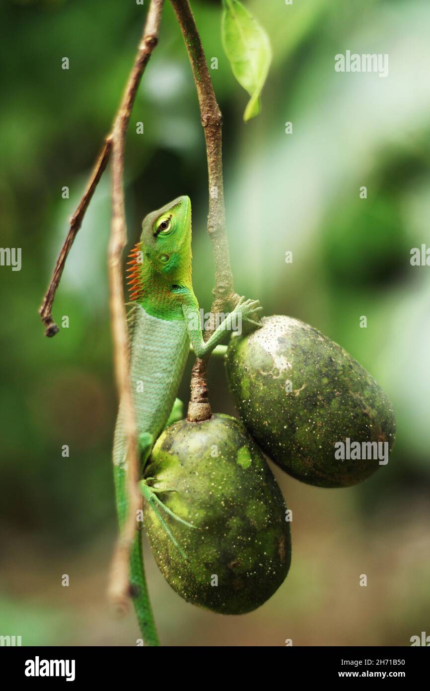 Calotes calotes. common green forest lizard in Sri Lanka Stock Photo
