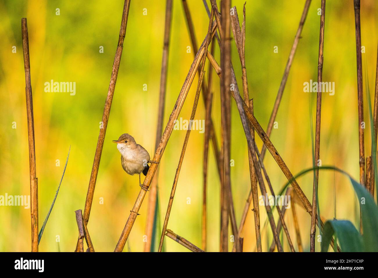Eurasian reed warbler (Acrocephalus scirpaceus), male sings perched on a reed. Stock Photo