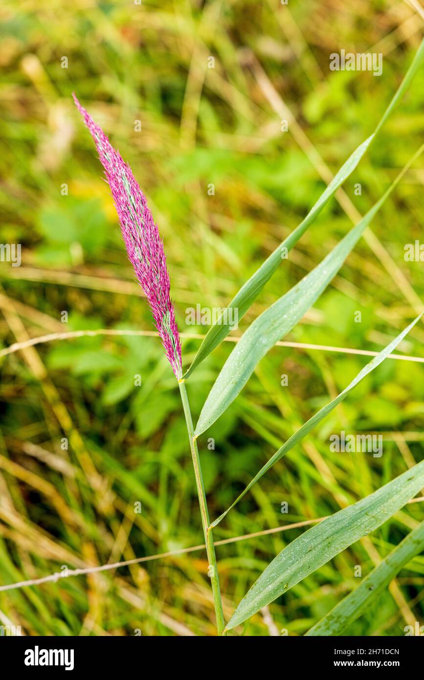 Holcus lanatus, common velvet grass, tufted grass, red seed head