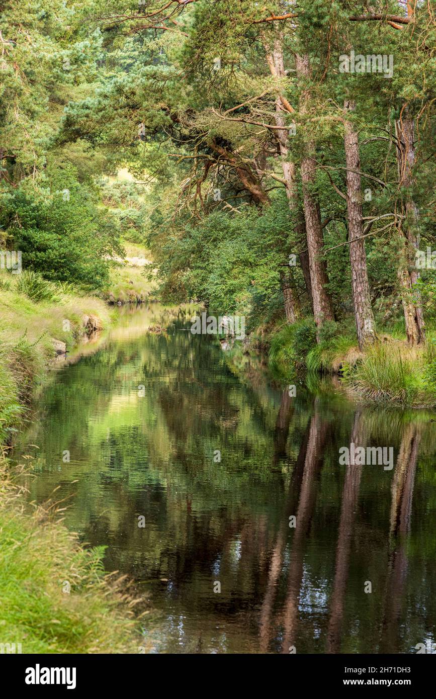 Trees reflecting in the water of the river  by St Kevins way, Glendasan, County Wicklow, Ireland, Stock Photo