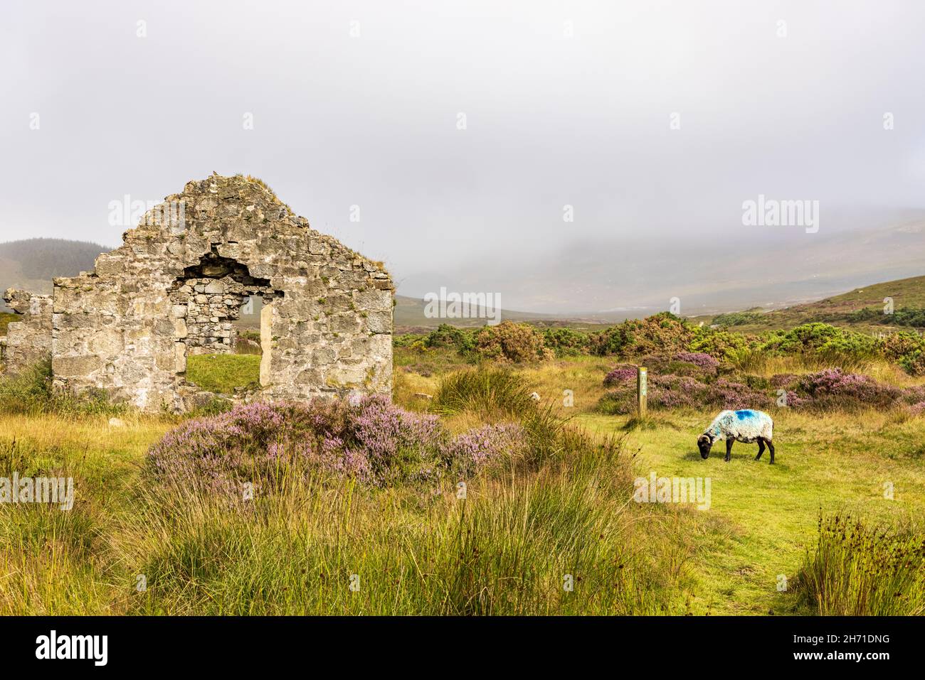 Ruins of an old farmhouse and a sheep  near to St Kevins way, Glendasan, County Wicklow, Ireland, Stock Photo
