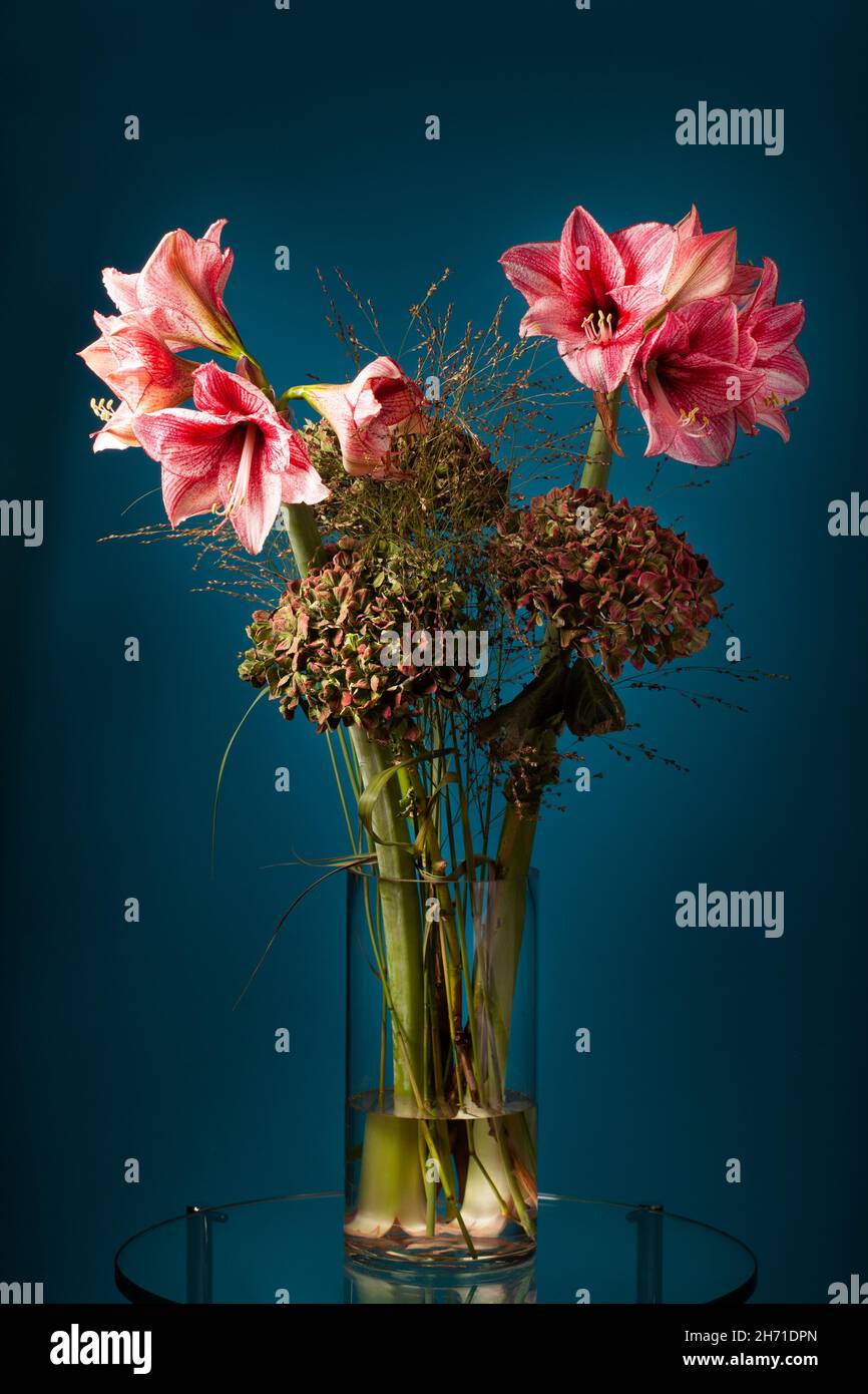 Flowers with Amaryllis in a glass vase on a glass table with a dark blue background Stock Photo