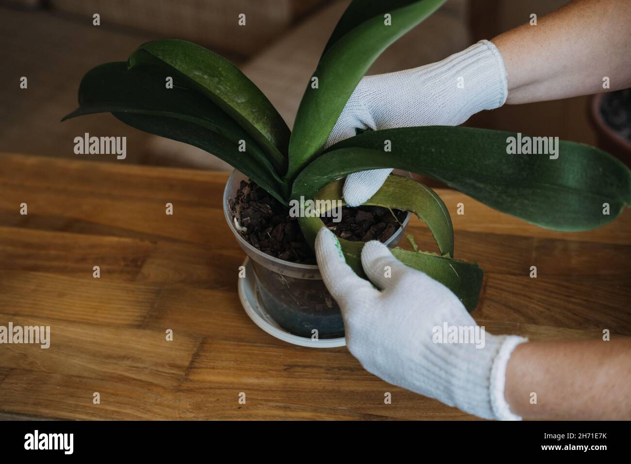 Orchid Care, How to Cut an Orchid Leaf. Removing a Damaged Orchid