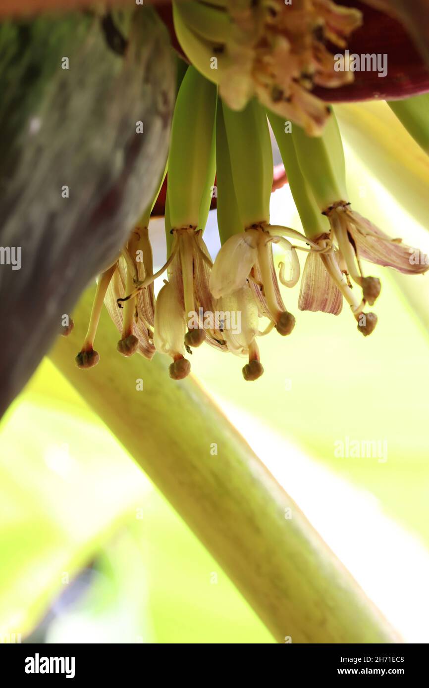 Banana flower/Banana blossom/Kerala Stock Photo Alamy