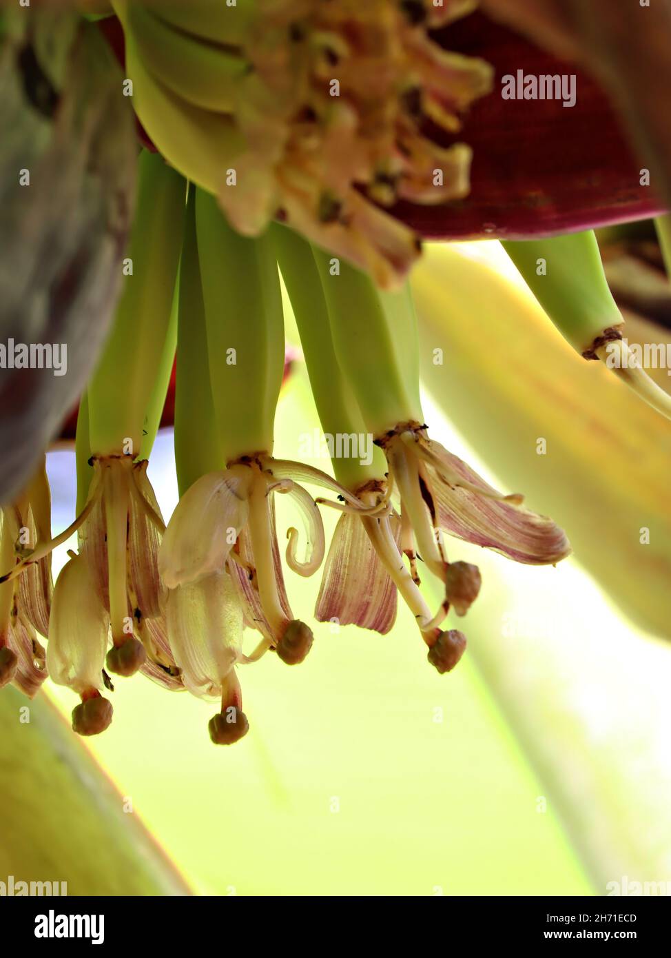 Banana flower/Banana blossom/Kerala Stock Photo Alamy