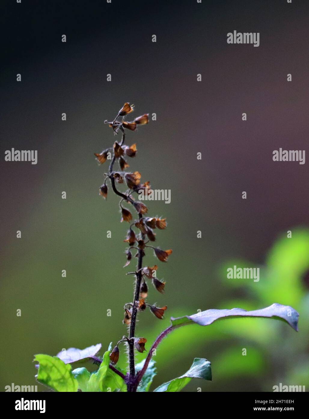Dried basil pods seeds nature herb hires stock photography and images Alamy
