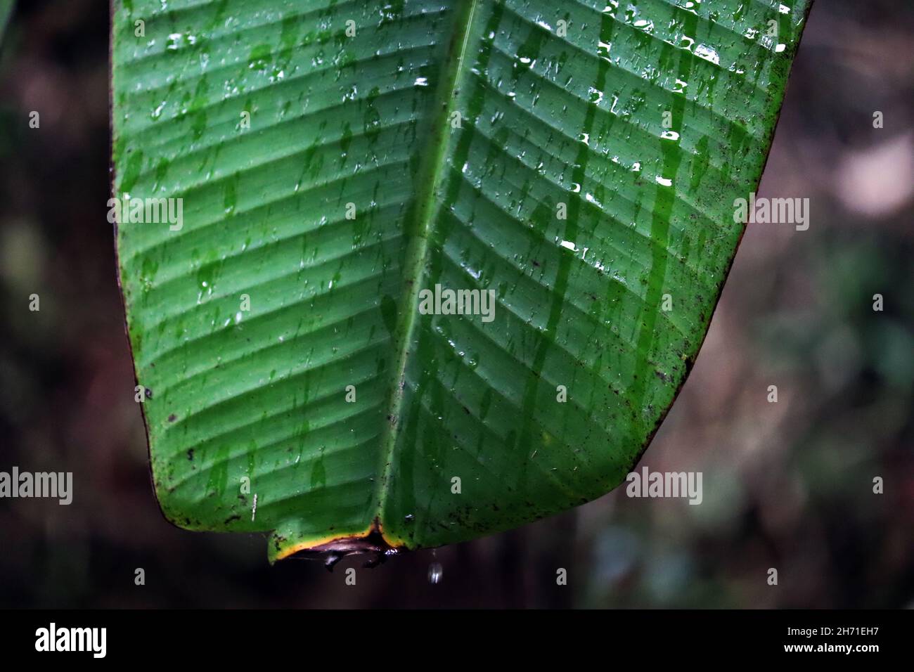Close up of banana leaf plantain leaf raindrop on a rainy day kerala hi