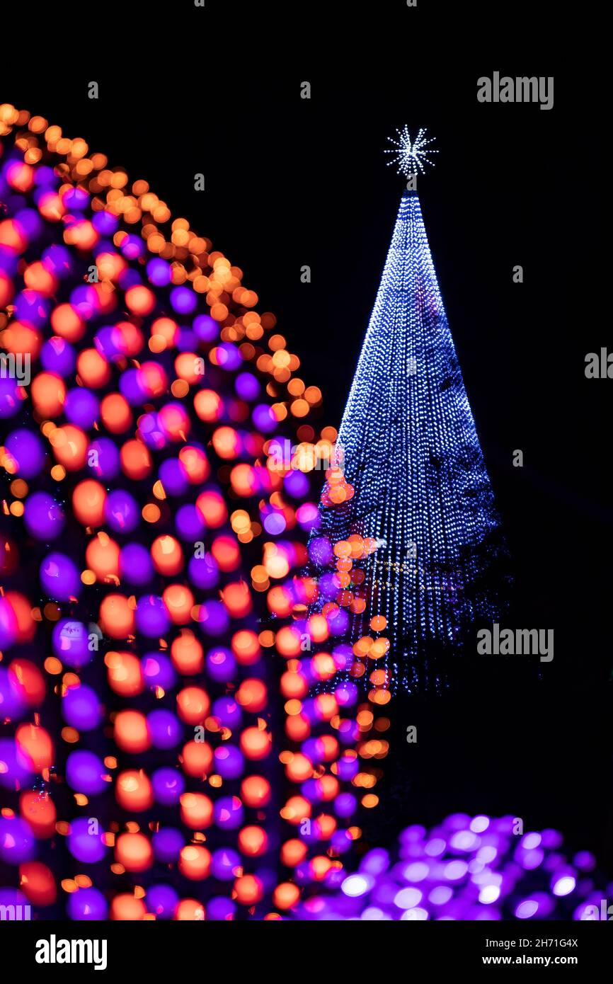 Illuminated Christmas Tree at Winter Lights event at the North Carolina