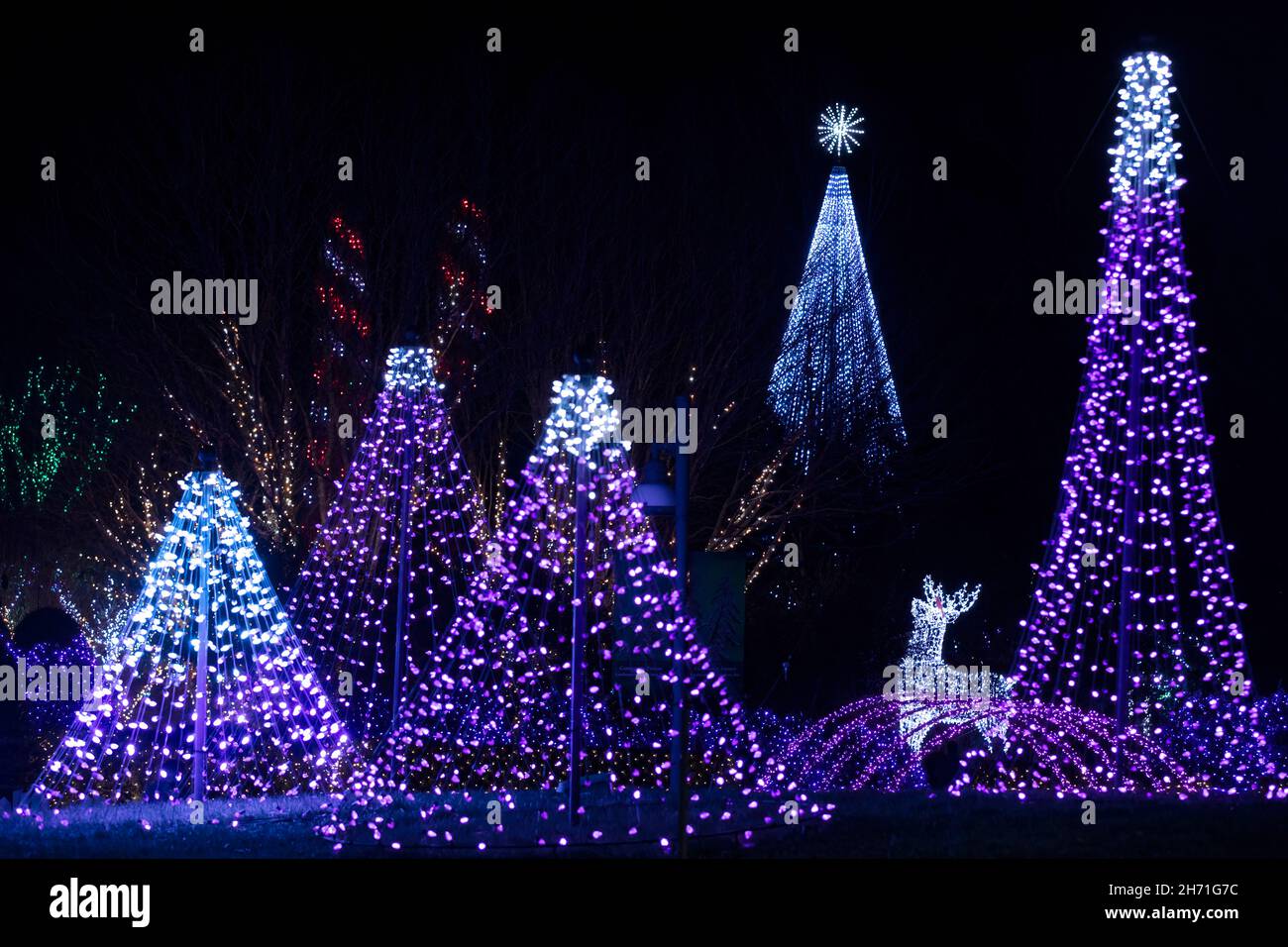 Illuminated Christmas Trees at Winter Lights event at the North Carolina Arboretum - Asheville, North Carolina, USA Stock Photo