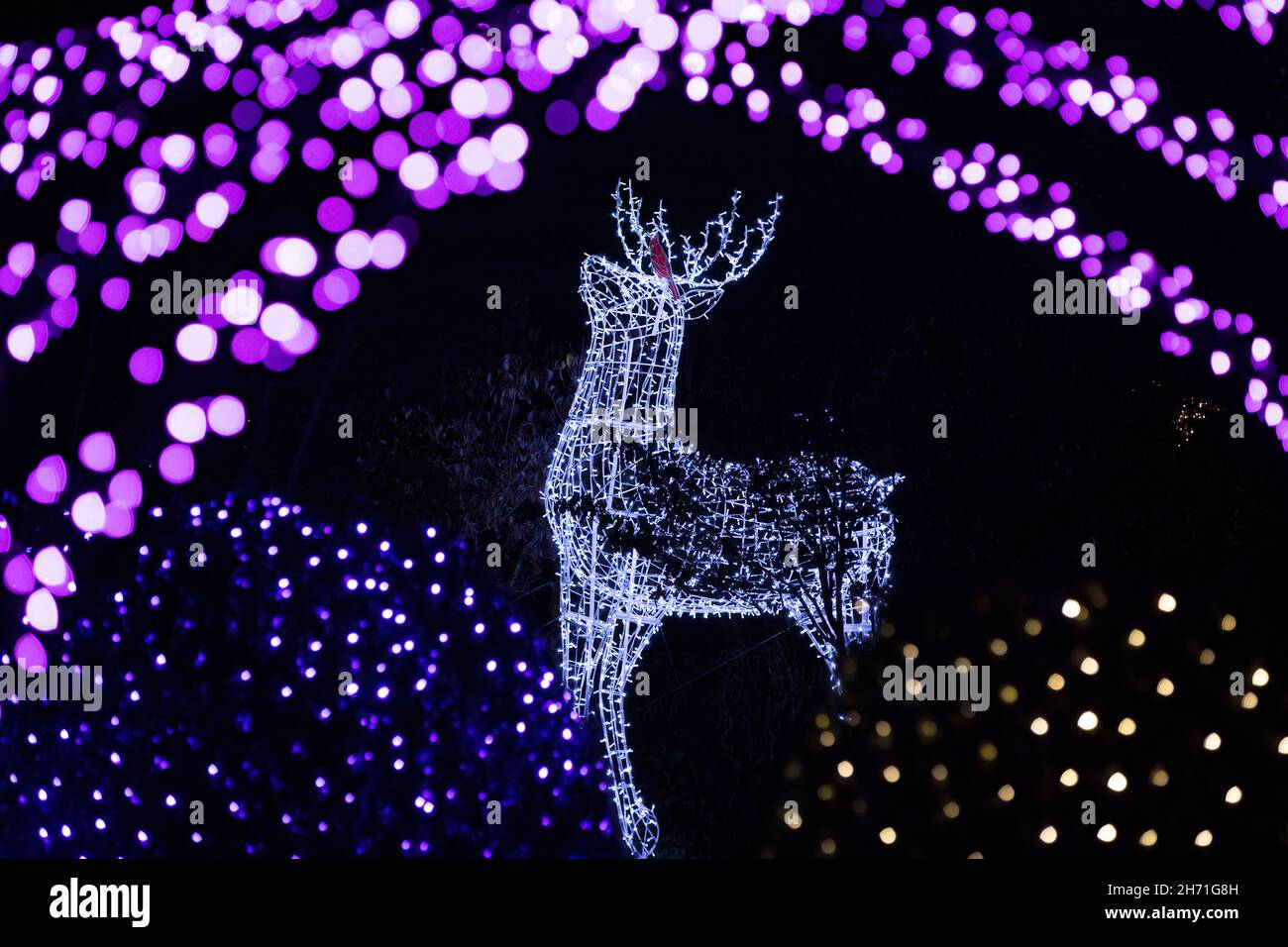 Illuminated Reindeer at Winter Lights event at the North Carolina Arboretum - Asheville, North Carolina, USA Stock Photo