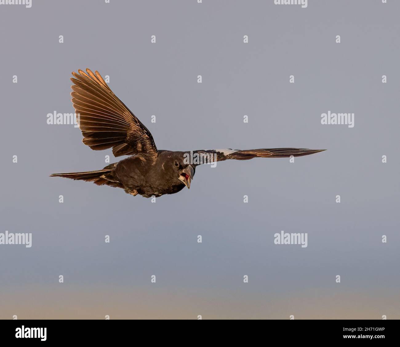 A lark bunting in flight; Wyoming Stock Photo