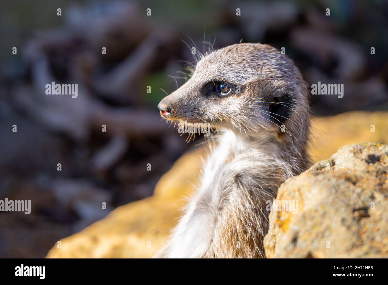 Detailed view of cute meerkat Stock Photo