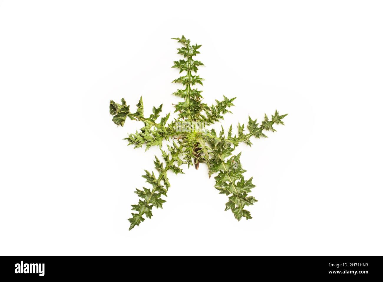 A green thistle on a white background Stock Photo