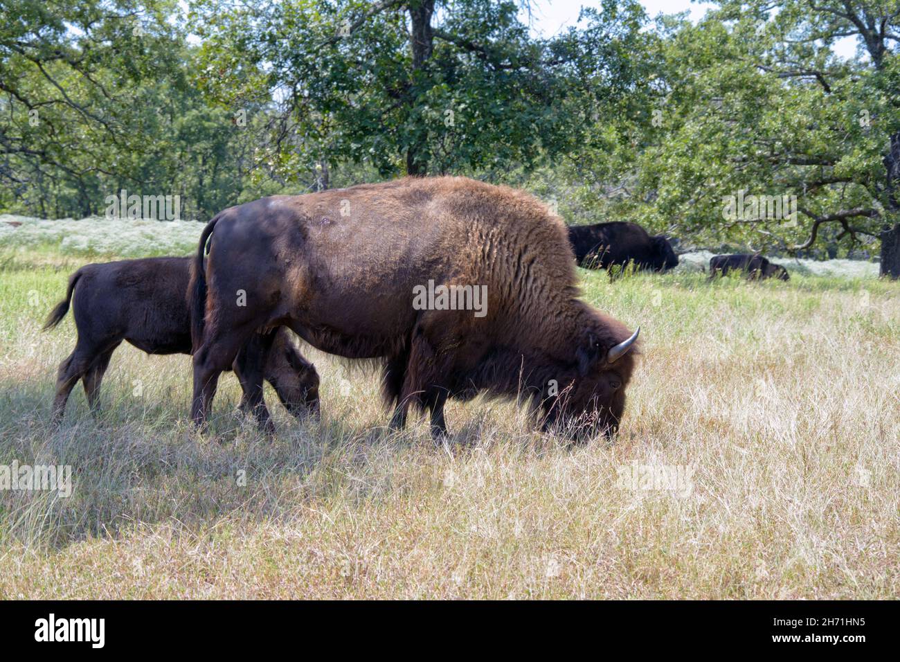Bison with her calf grazing in summer Stock Photo