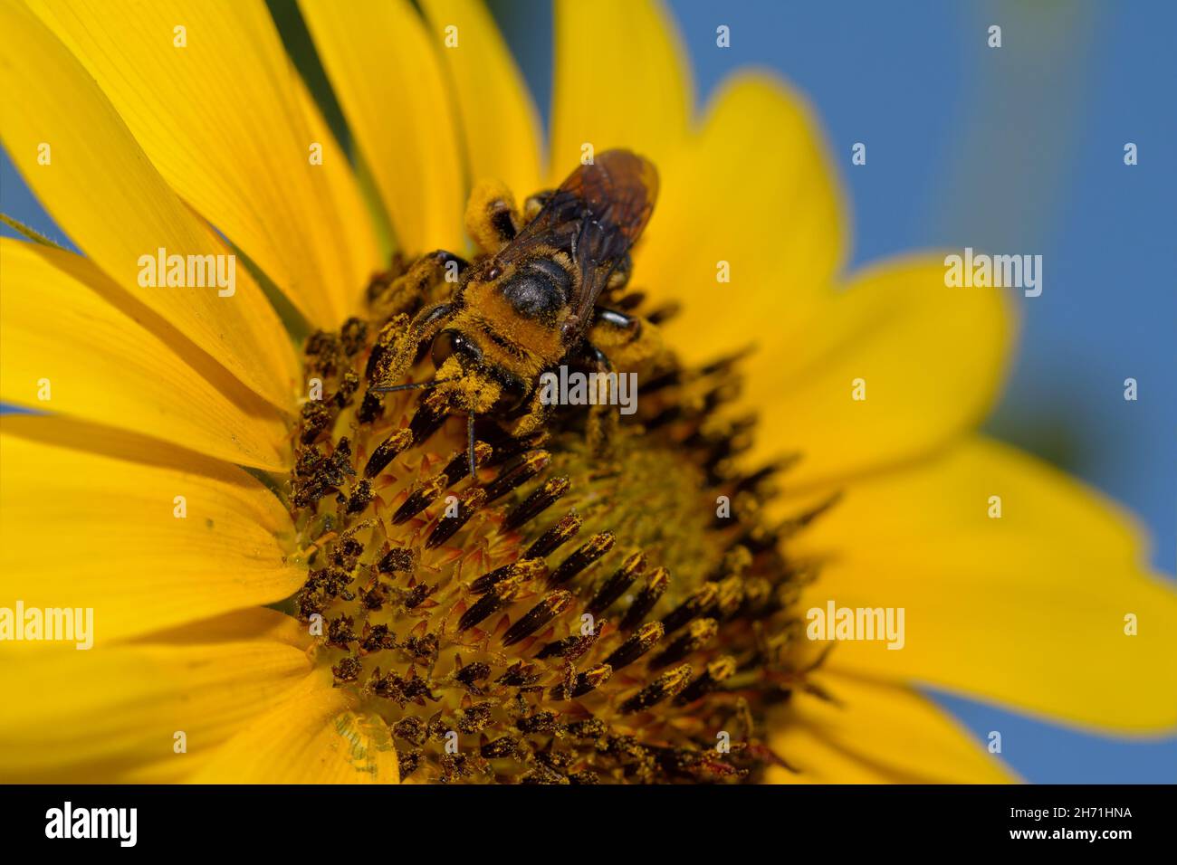 Closeup of a Bumble Bee on a Sunflower, covered in yellow pollen Stock Photo