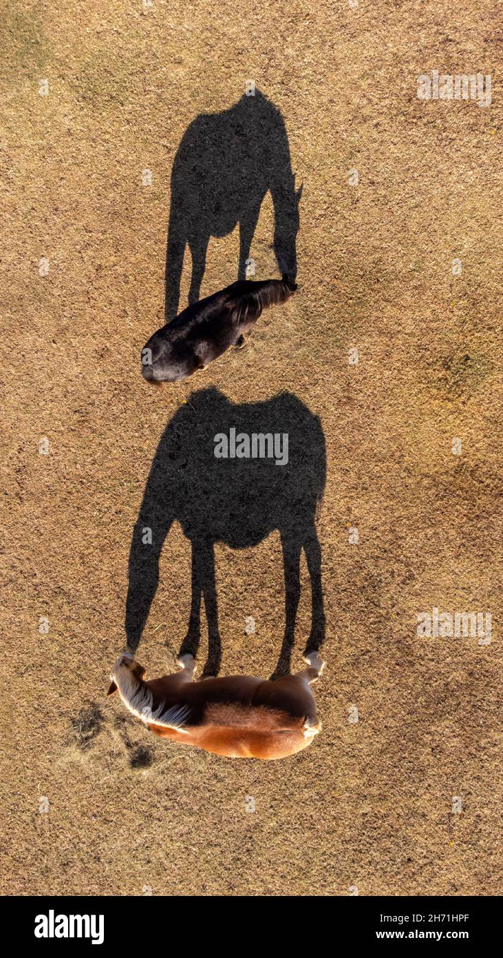 Top down view of two horses in the pasture, eating hay, with their shadows next to them Stock Photo