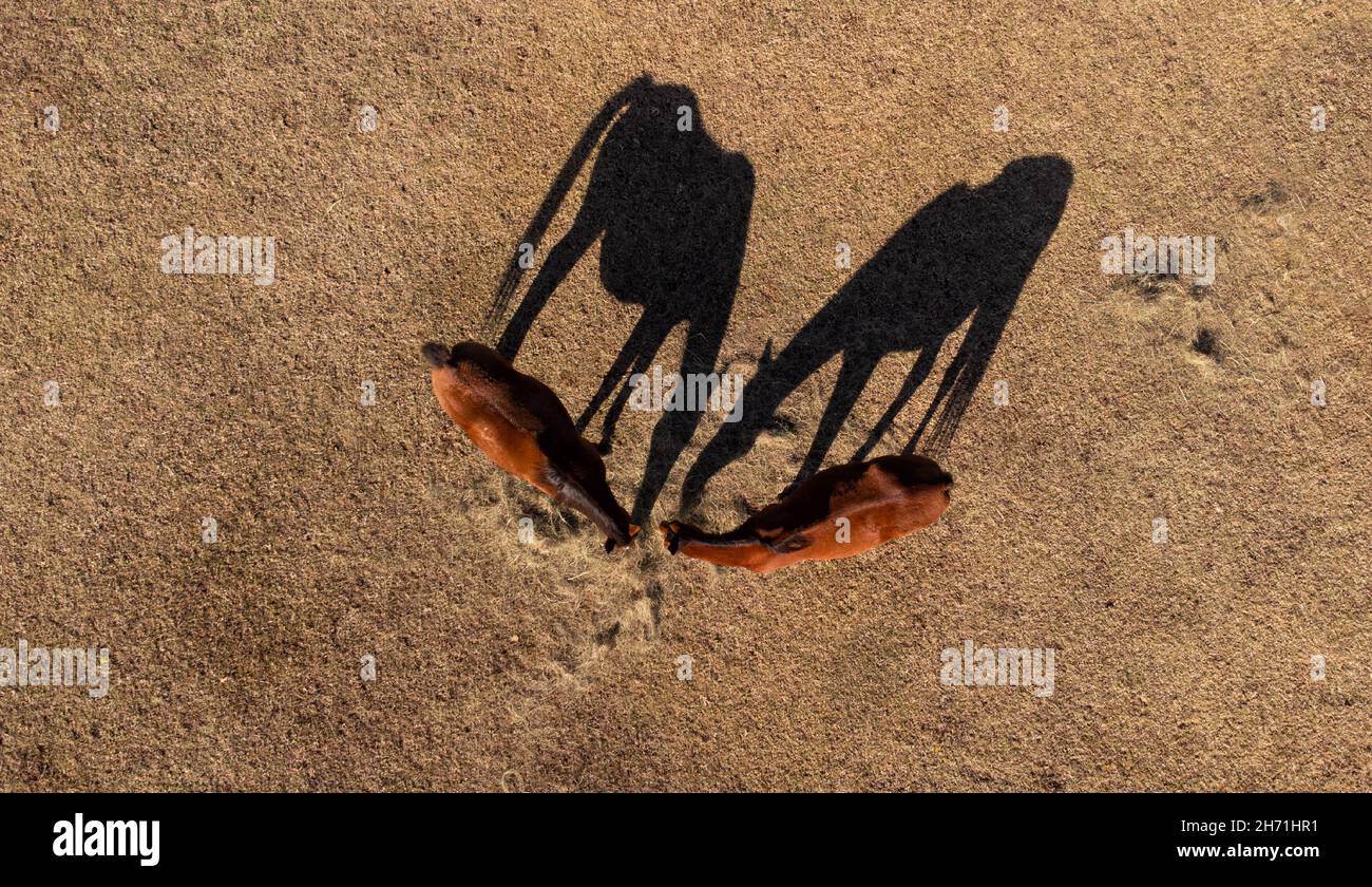 Bird's eye view of two red bay horses eating hay on a dry autumn field, with low morning sun casting their shadows next to them Stock Photo