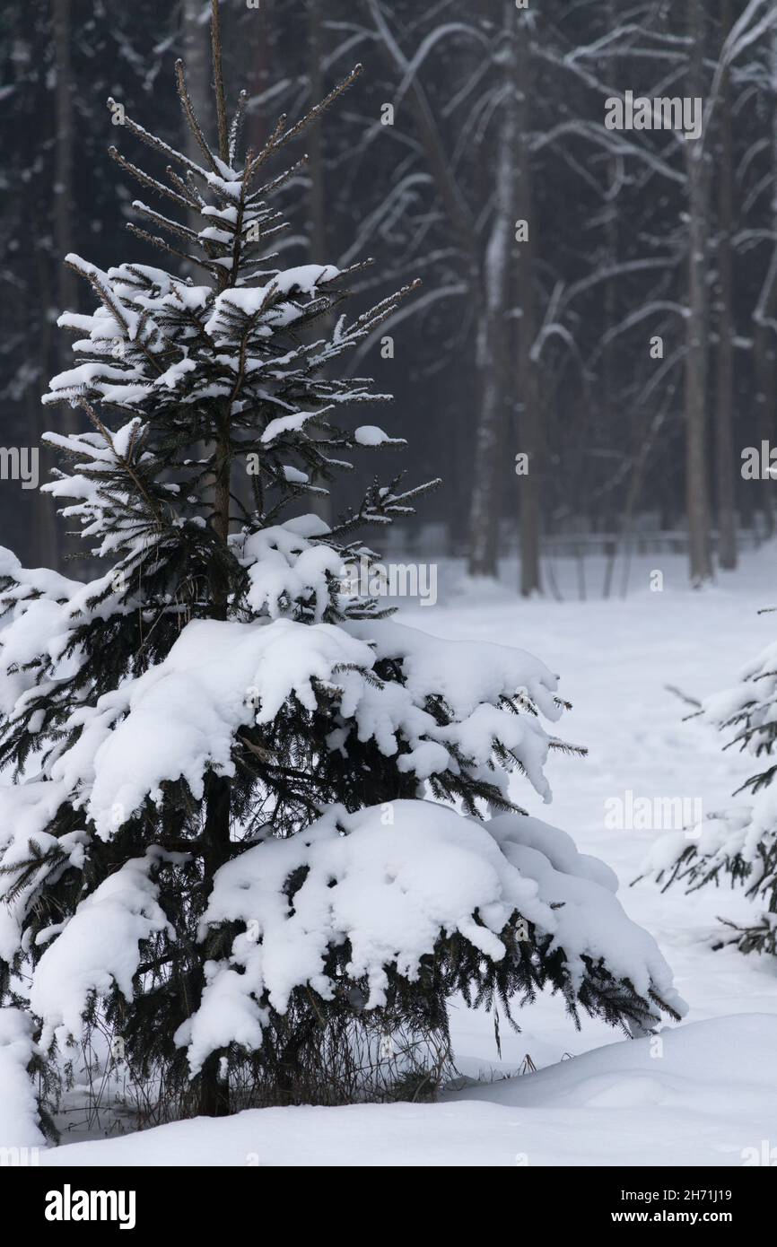 One fir tree in a deep snow cover on the background of a coniferous forest in the morning haze Stock Photo