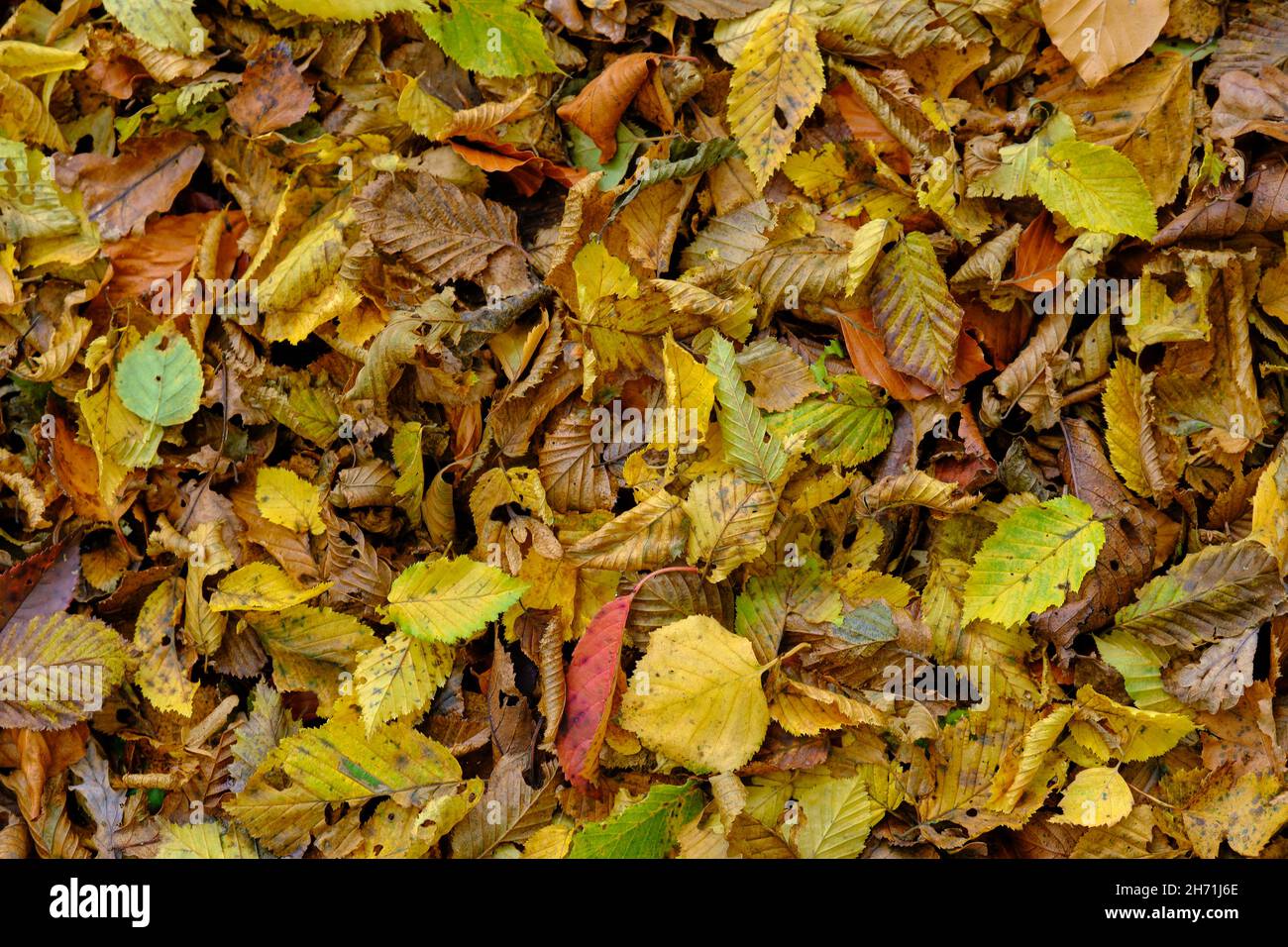 Autumn leaf background Stock Photo