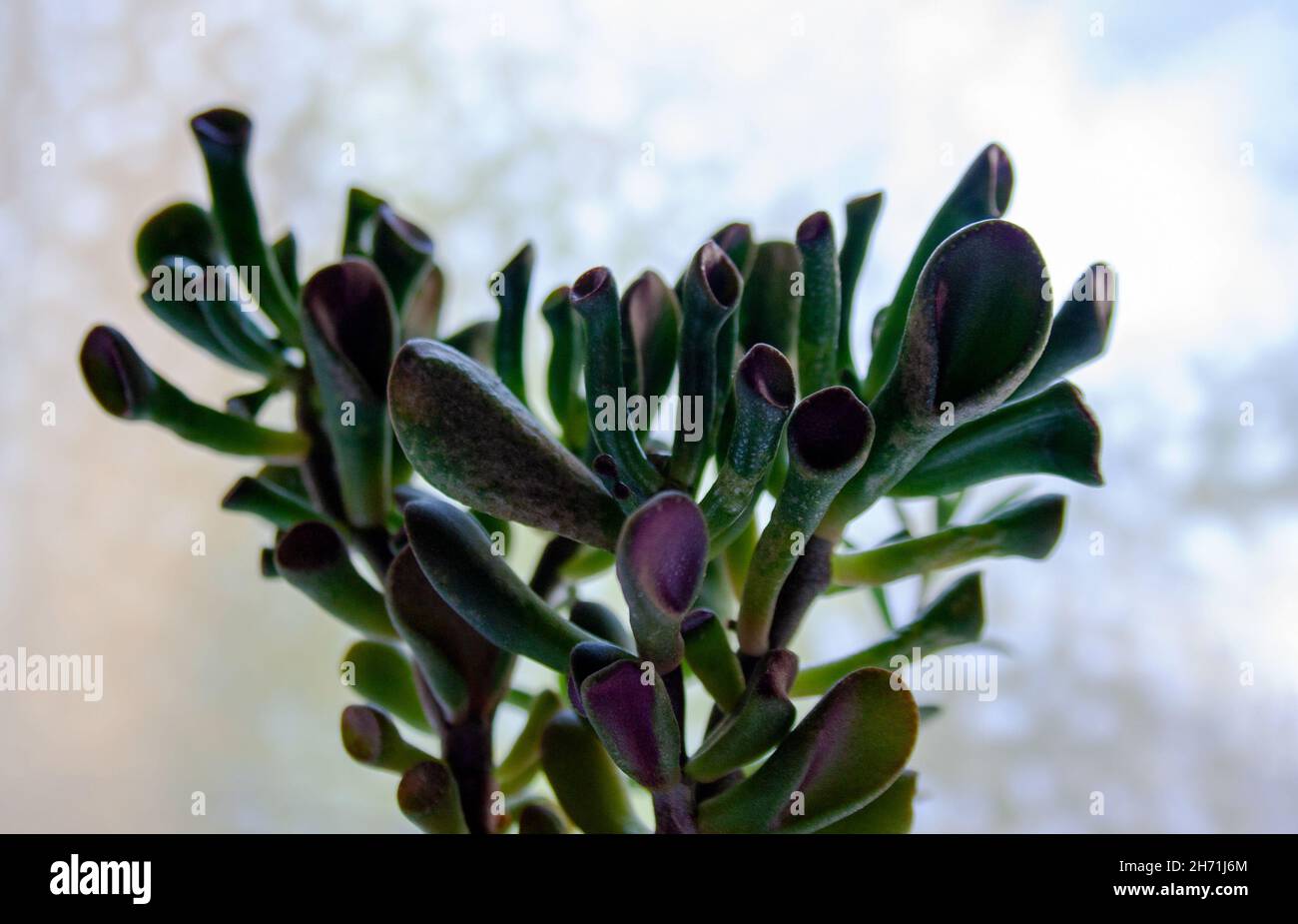 Crassula Ovata Crosby’s Red succulent plant stem closeup Stock Photo
