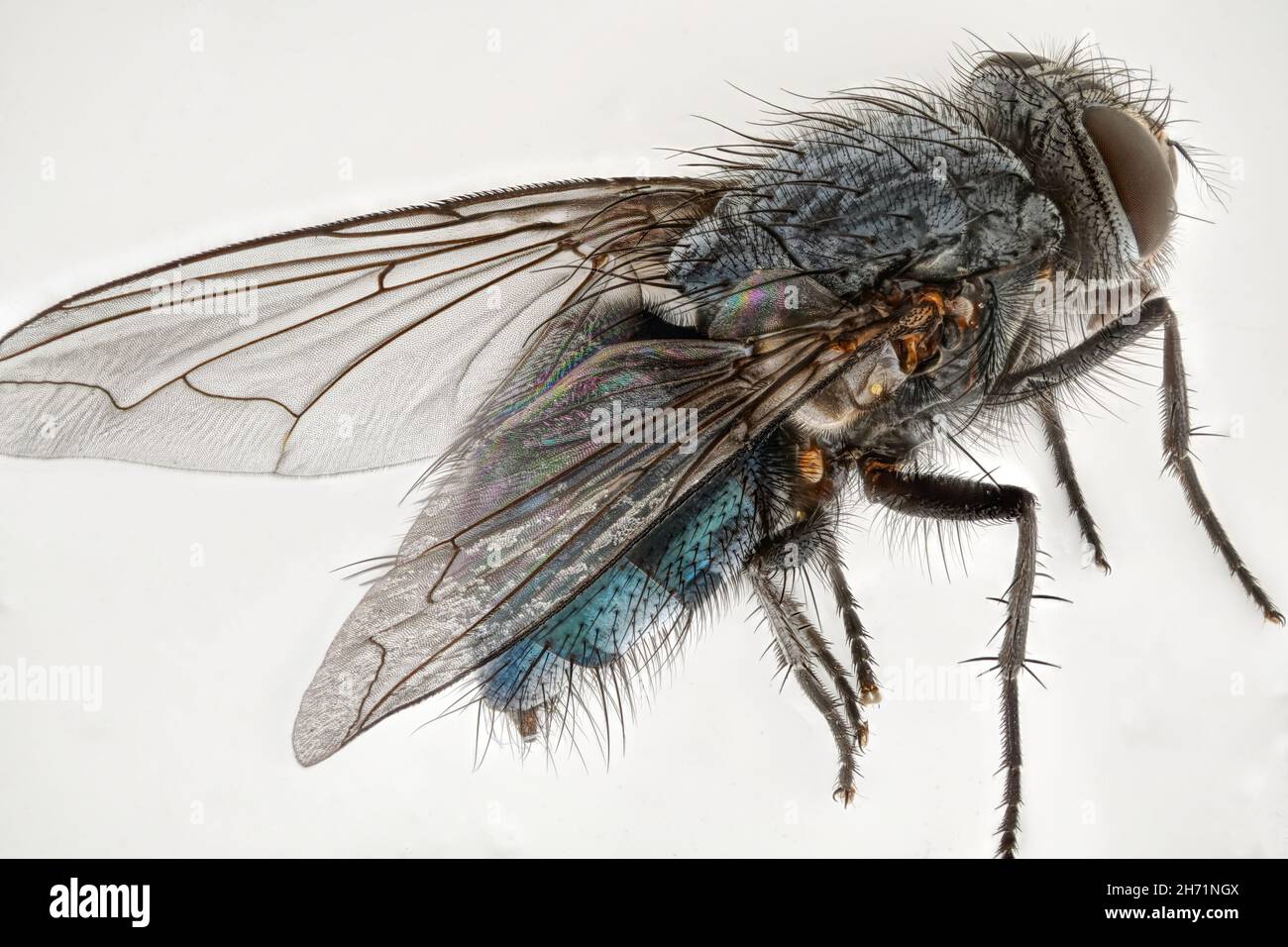 A fly, magnification 3.3 times. Stock Photo