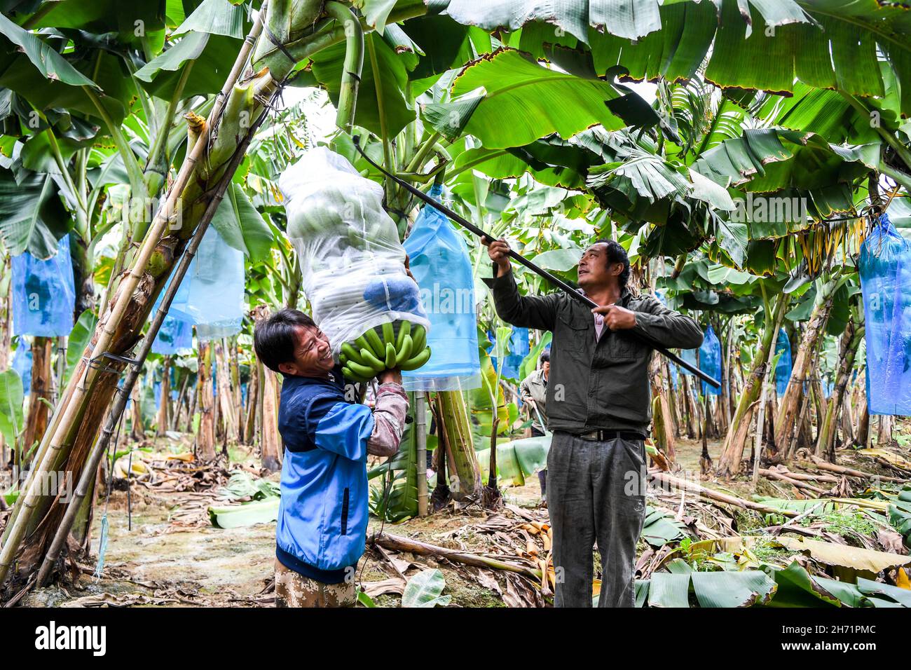 Xingye, China's Guangxi Zhuang Autonomous Region. 19th Nov, 2021. Farmers harvest bananas in Sanlian Village of Dapingshan Town in Xingye County, south China's Guangxi Zhuang Autonomous Region, Nov. 19, 2021. During the past years, Xingye has made great efforts to promote characteristic industries based on local conditions such as introducing advanced farming and cultivating techniques and better types of agricultural products, so as to boost farmers' income. Credit: Cao Yiming/Xinhua/Alamy Live News Stock Photo