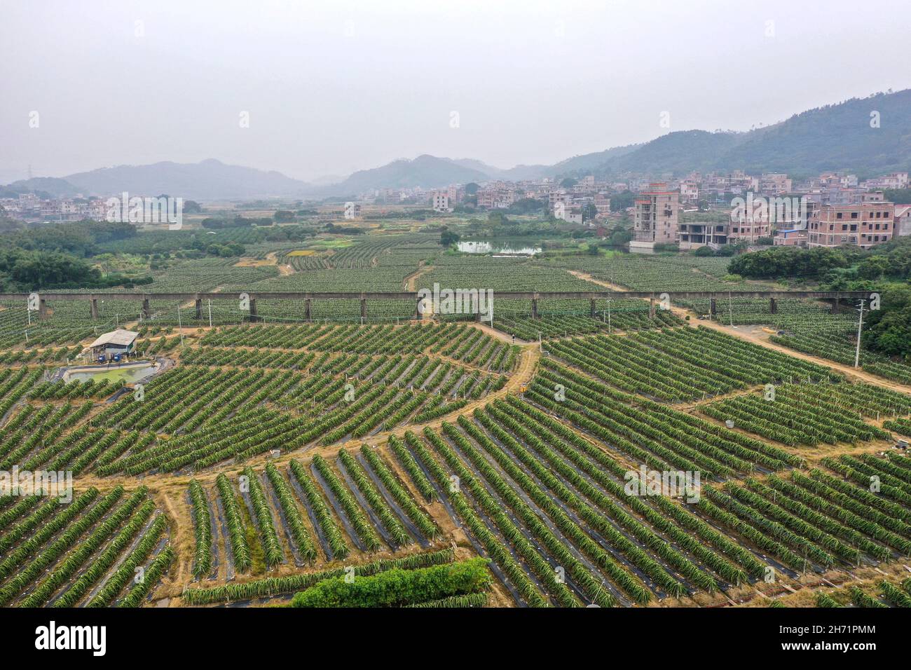 Xingye. 19th Nov, 2021. Aerial photo taken on Nov. 19, 2021 shows a dragon fruit planting base in Dapingshan Town of Xingye County, south China's Guangxi Zhuang Autonomous Region. During the past years, Xingye has made great efforts to promote characteristic industries based on local conditions such as introducing advanced farming and cultivating techniques and better types of agricultural products, so as to boost farmers' income. Credit: Cao Yiming/Xinhua/Alamy Live News Stock Photo