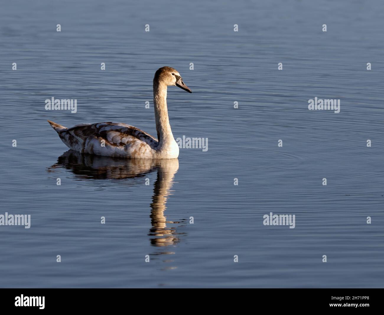 Juvenile Mute swan (Cygnus olor) on water with reflection Stock Photo