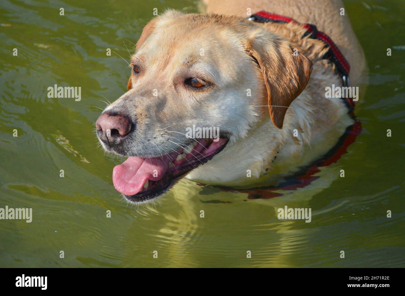 Portrait of a yellow Labrador in water.  Closeup. Stock Photo