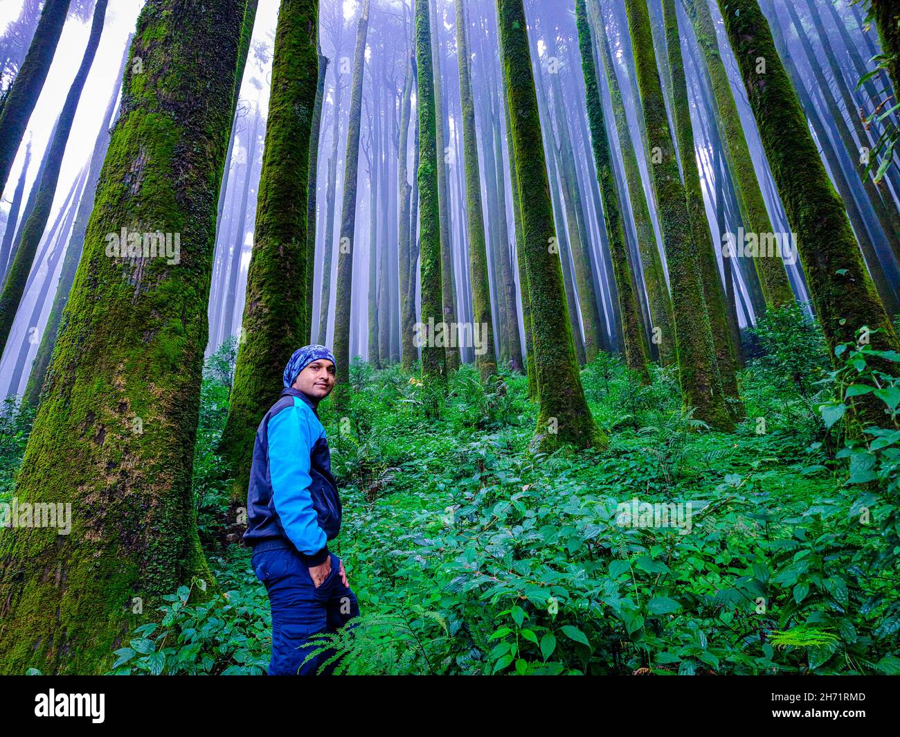 young man hiker at pine tree forest with white defused fog background at morning image is taken at mirik forests darjeeling west bengal india. Stock Photo