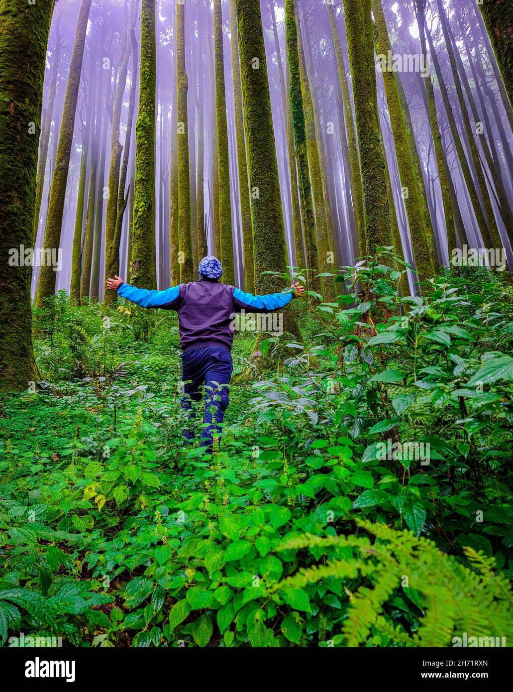 young man hiker at pine tree forest with white defused fog background at morning image is taken at mirik forests darjeeling west bengal india. Stock Photo