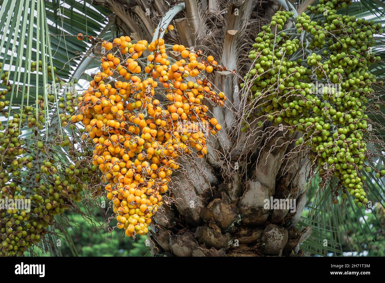 Close-up of yellow and green fruits of the Pindo jelly palm (butia capitata) hanging from a tree Stock Photo