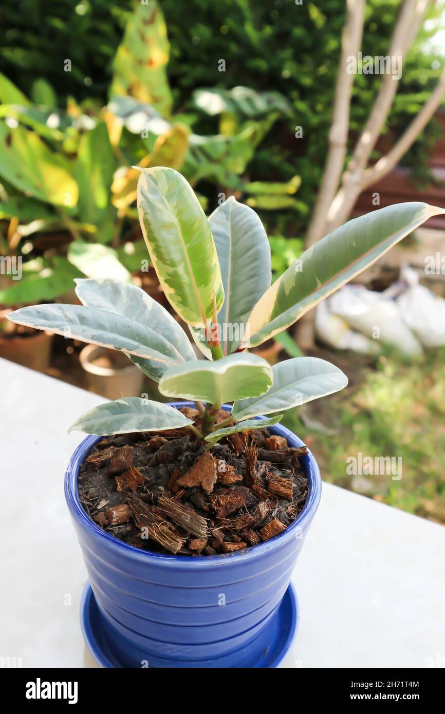 Ficus Elastica Decora Hi Res Stock Photography And Images Alamy